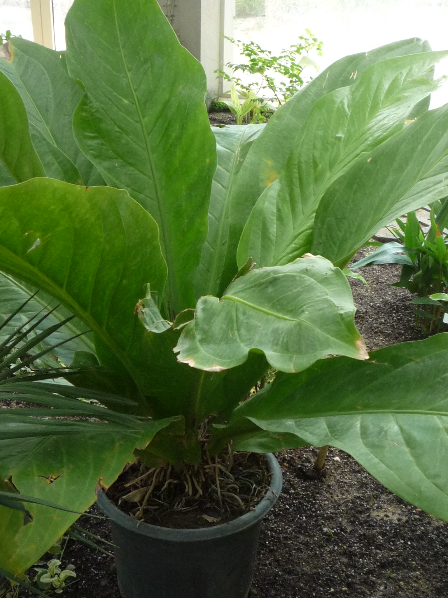 Anthurium hookeri - Mazhar Botanic Garden
