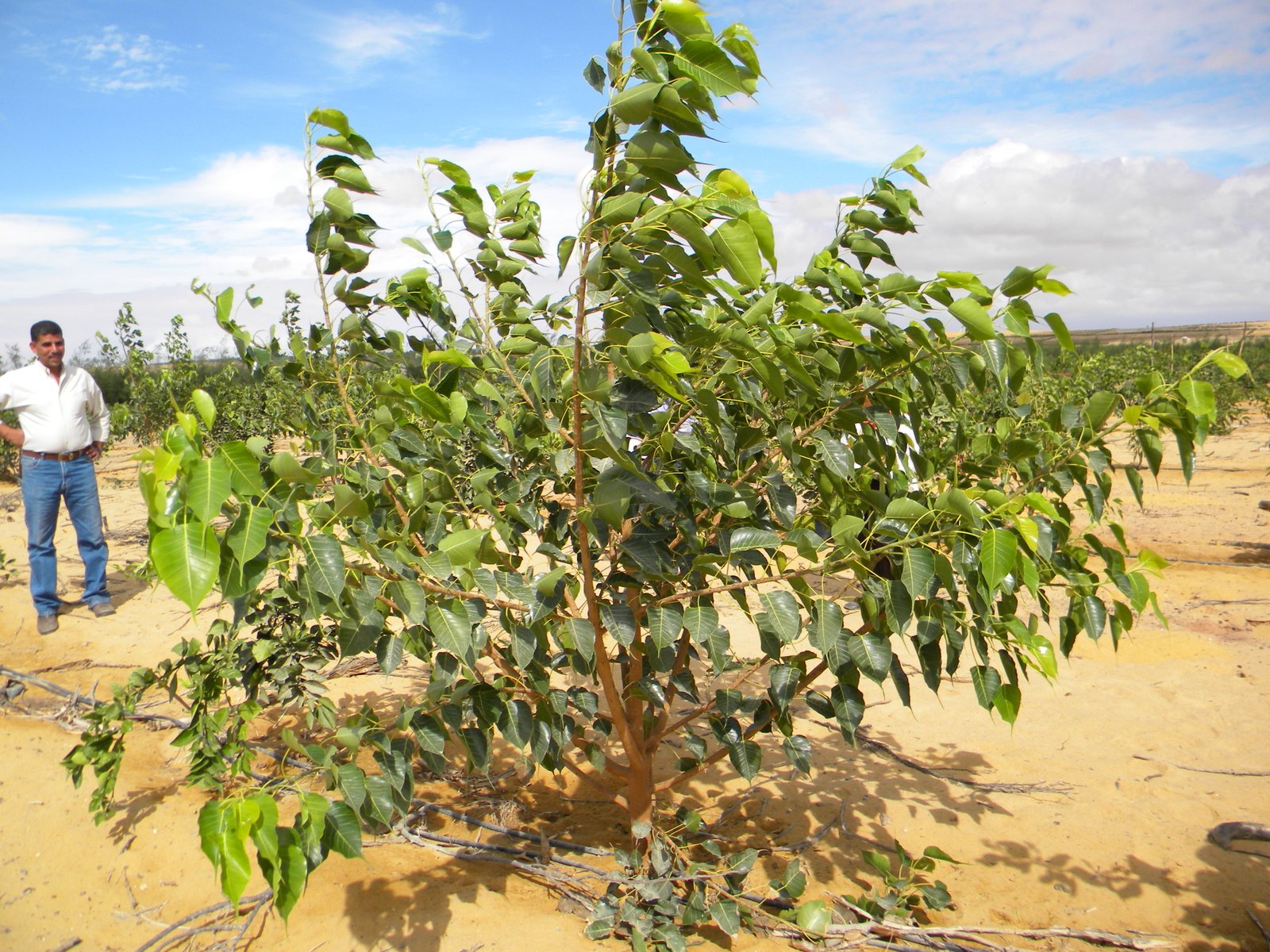Ficus religiosa - Mazhar Botanic Garden