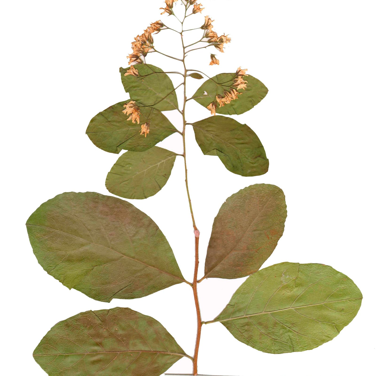 Ehretia anacua - Mazhar Botanic Garden