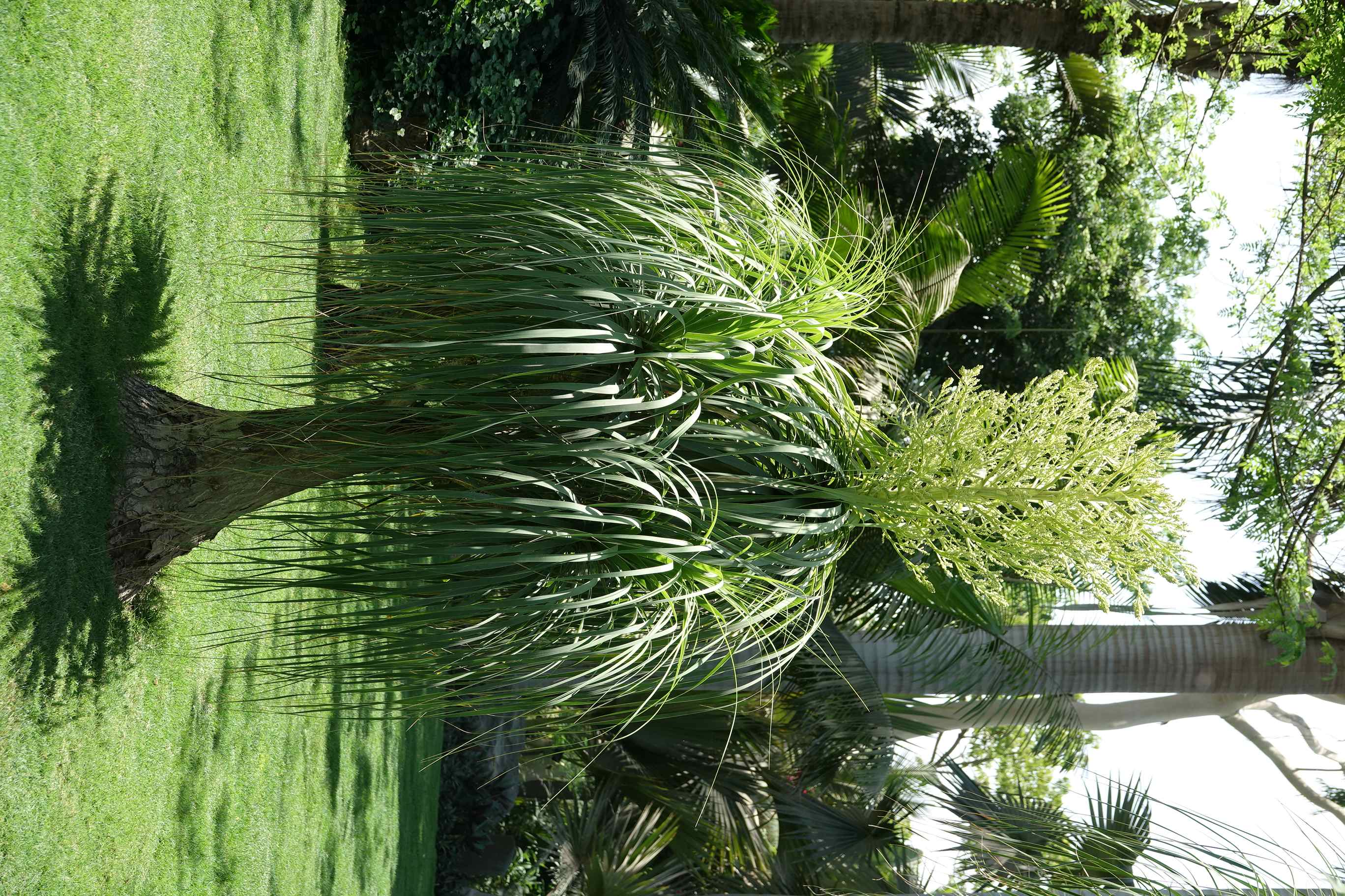 Beaucarnea recurvata - Mazhar Botanic Garden