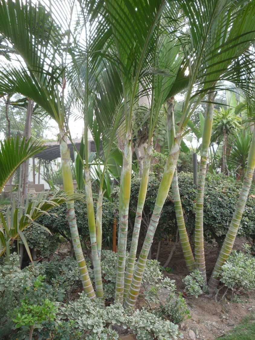 dypsis-lutescens-2