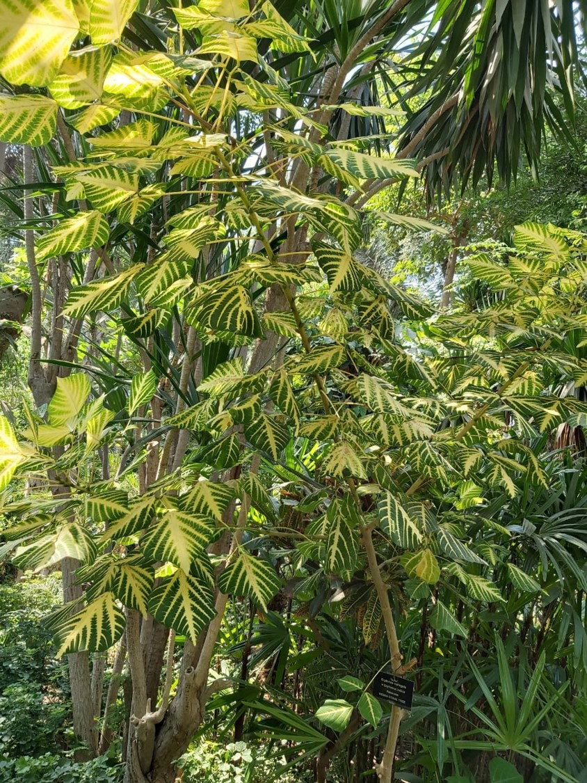 erythrina variegata