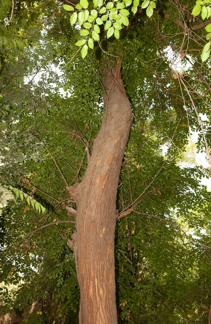 Pterocarpus dalbergioides