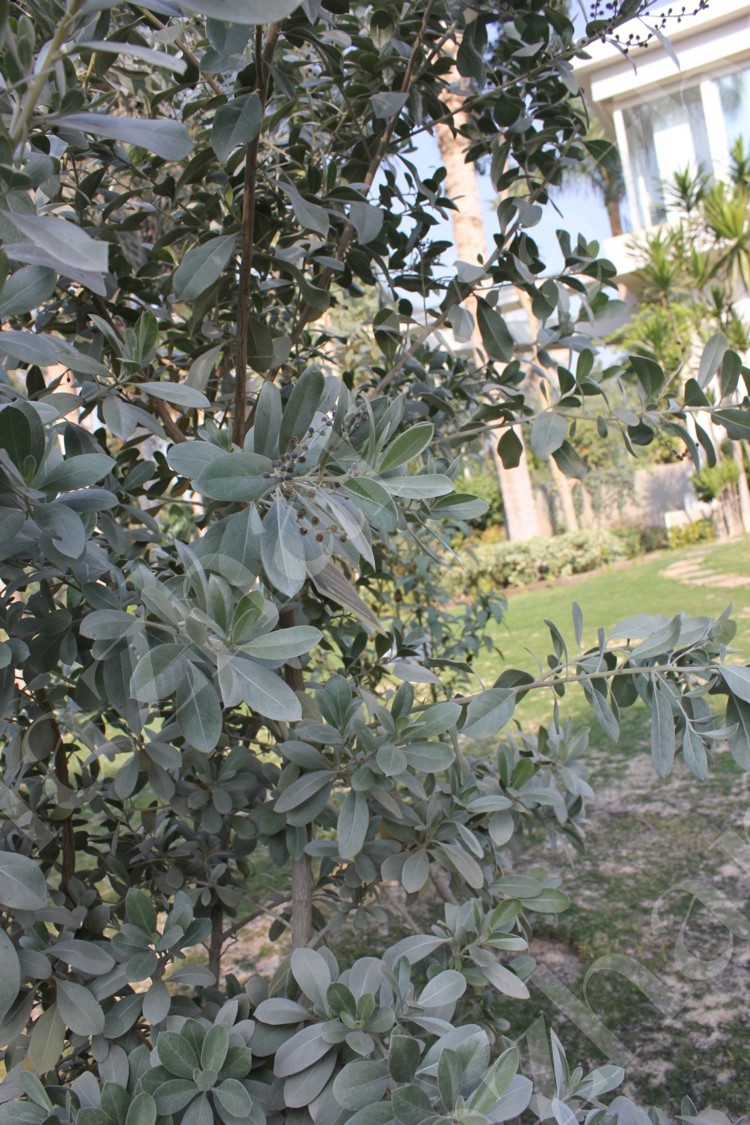 conocarpus-erectus-var-sericea-2