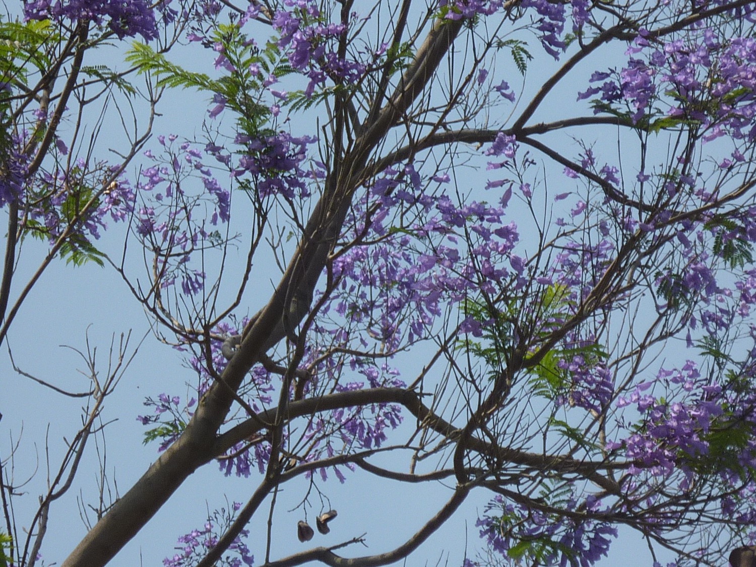 Jacaranda mimosifolia