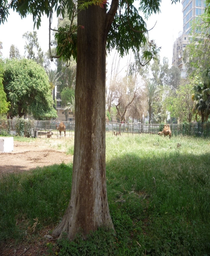 Acrocarpus Fraxinifolius