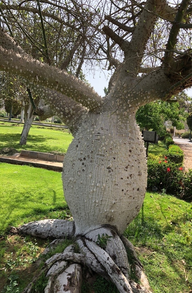 ceiba insignis