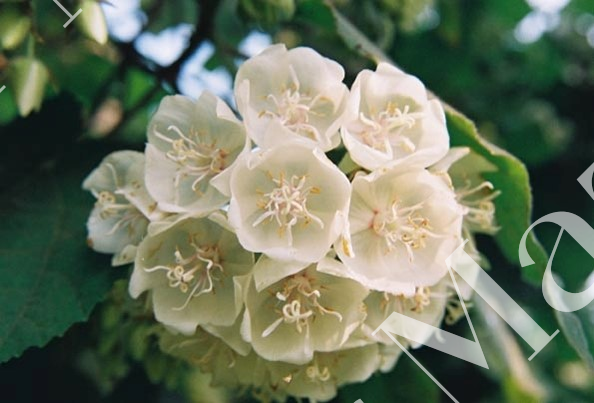 Dombeya burgessiae