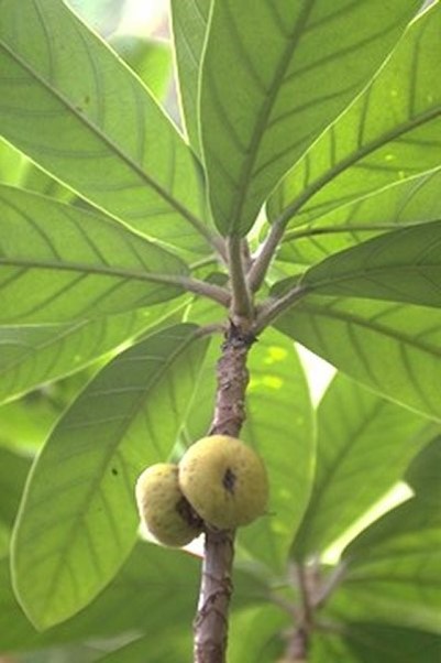 Ficus eriobotryoides