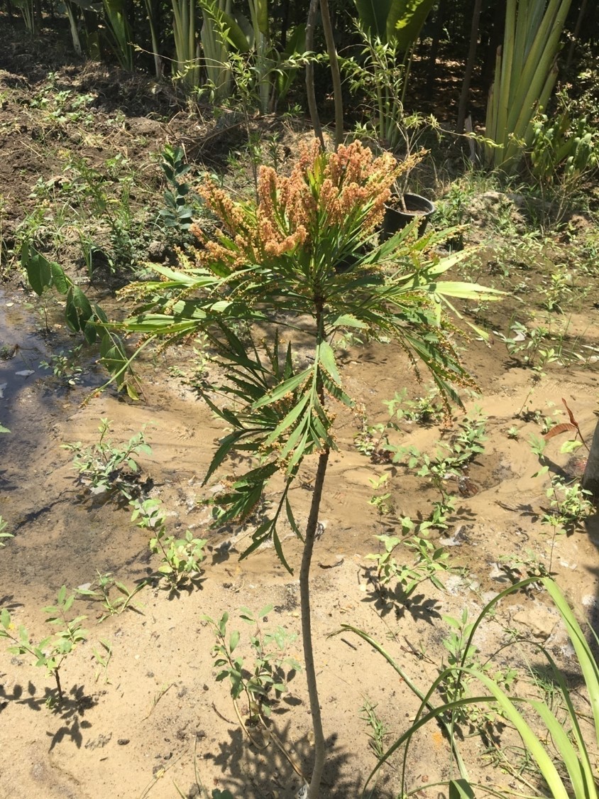 Phyllanthus angustifolius