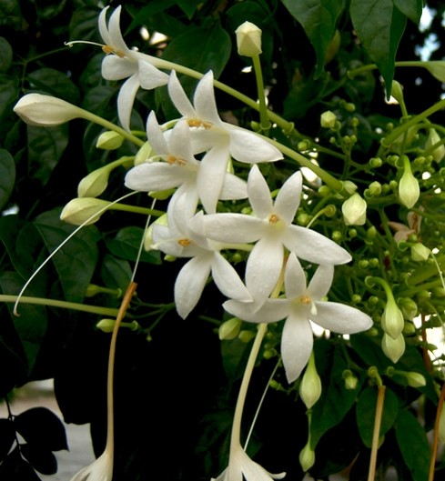 Millingtonia hortensis