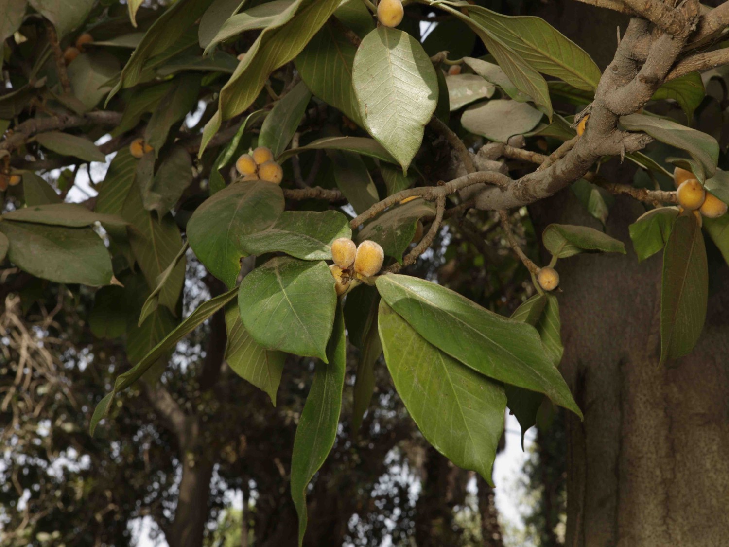 Ficus drupacea var. pubescens