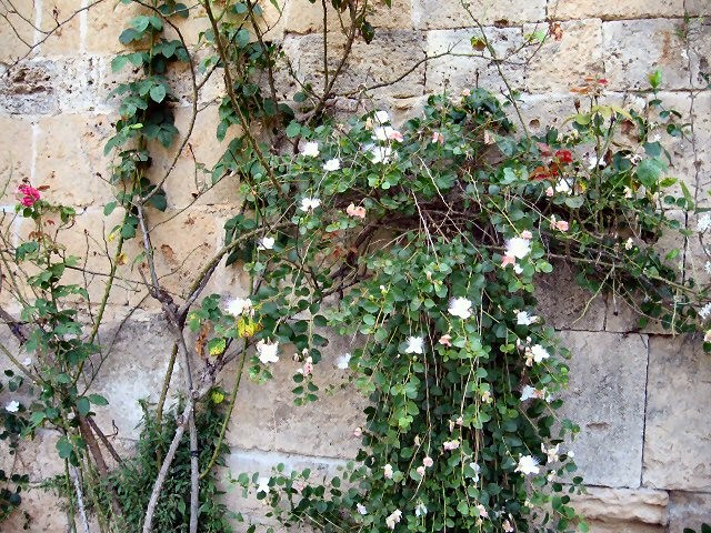 Capparis spinosa