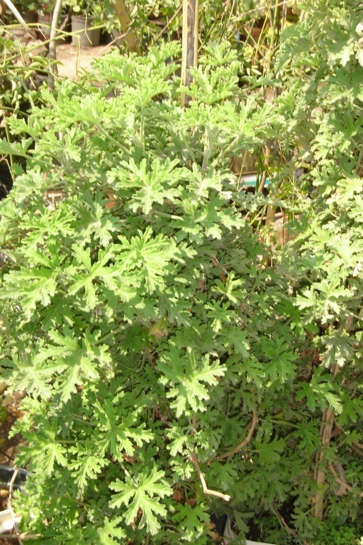Pelargonium graveolens