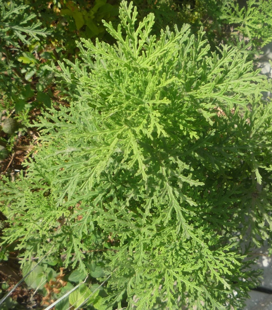 pelargonium-citrosum-2