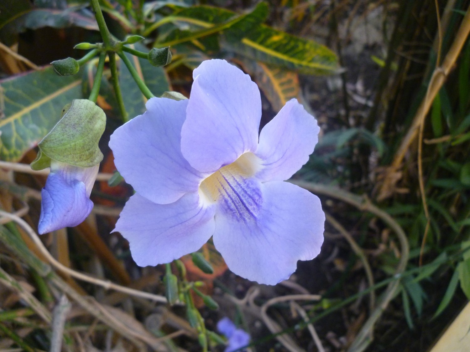 thunbergia-grandiflora