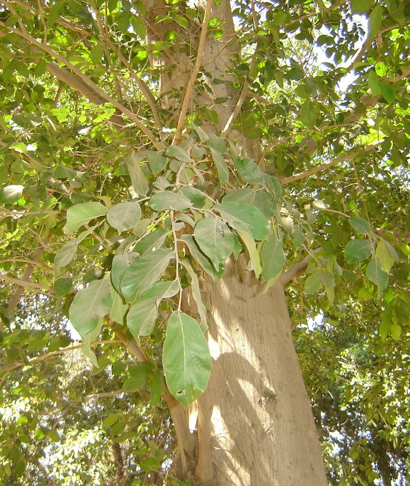 Holoptlea integrifolia