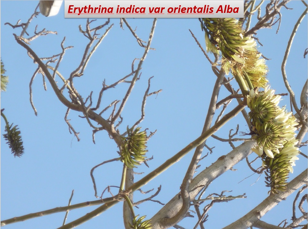 erythrina indica