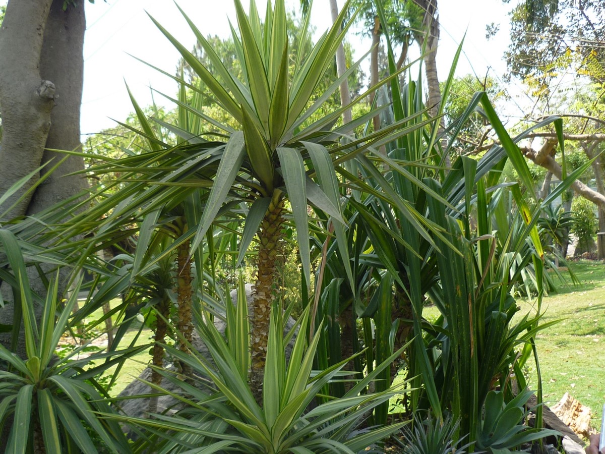 yucca-gigantea