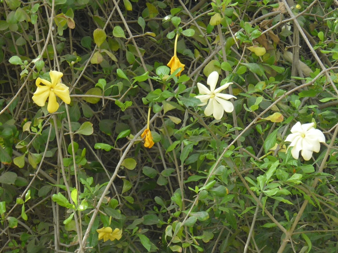 gardenia-thunbergia