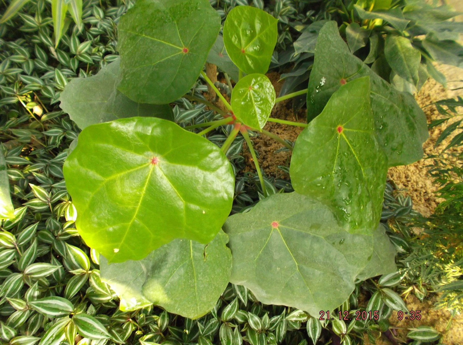 Hernandia nymphaeifolia