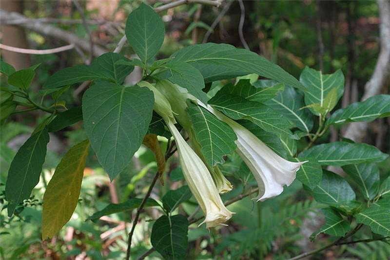 Brugmansia suaveolens