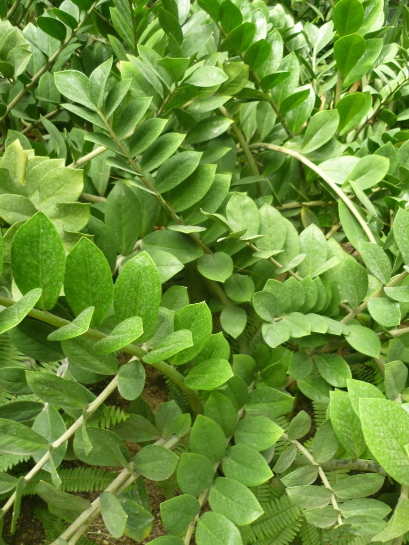 zamiocolcus-zamiifolia