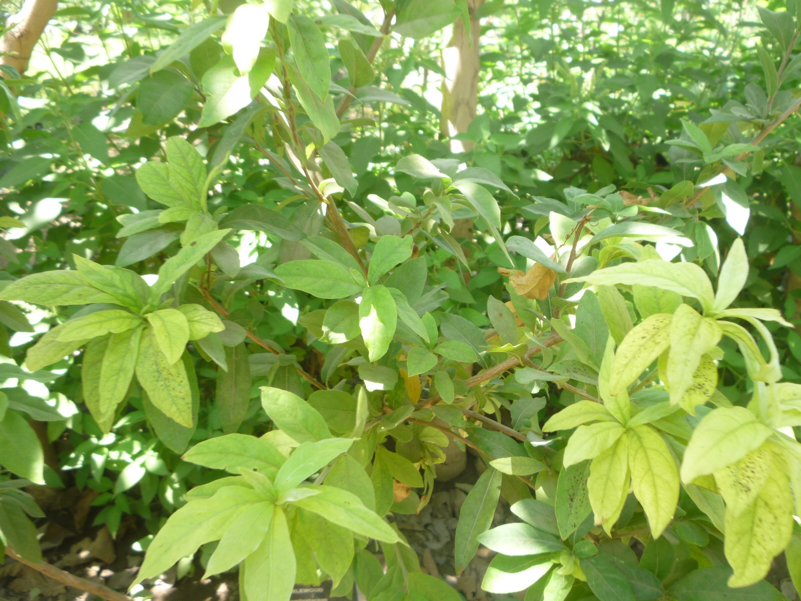 Anogueissus latifolia