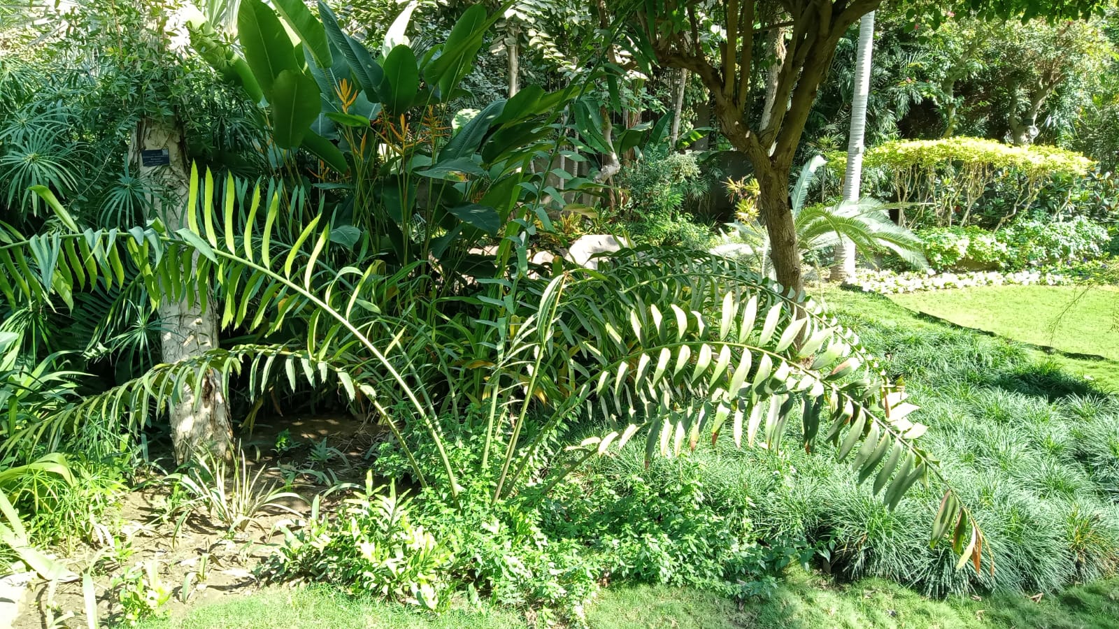 Encephalartos laurentianus