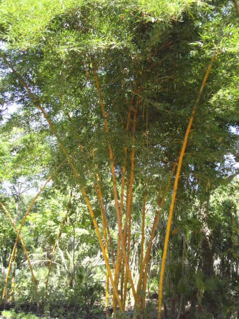 bambusa-vulgaris-2