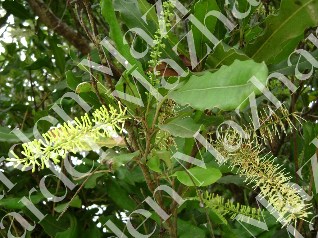 macadamia-integrifolia