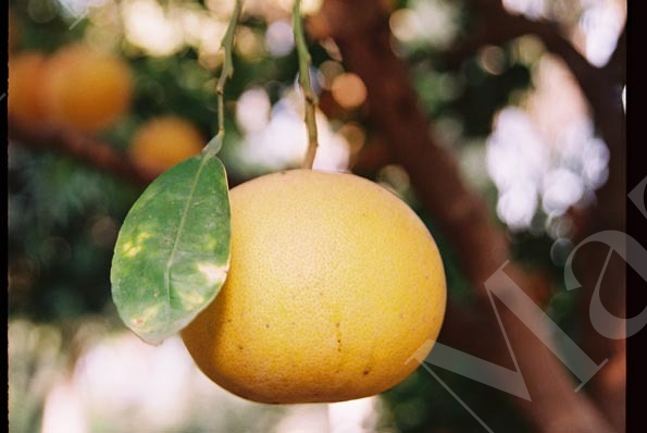 citrus-paradisi