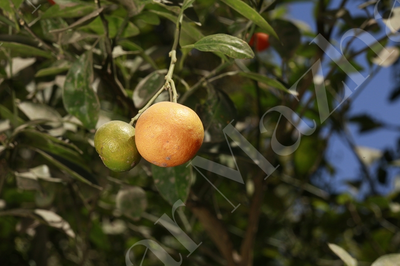citrus-reticulata