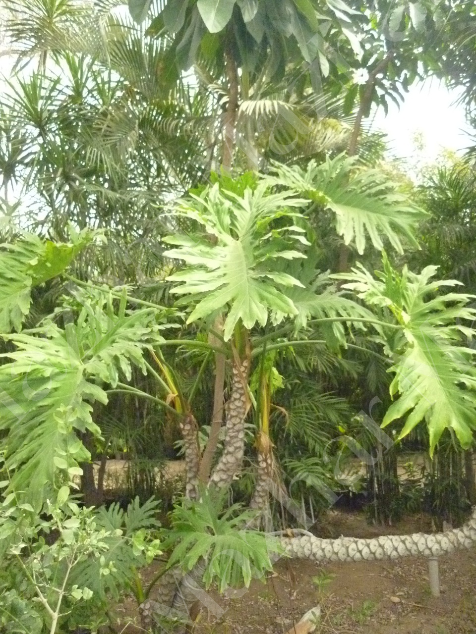 thaumatophyllum-bipinnatifidum