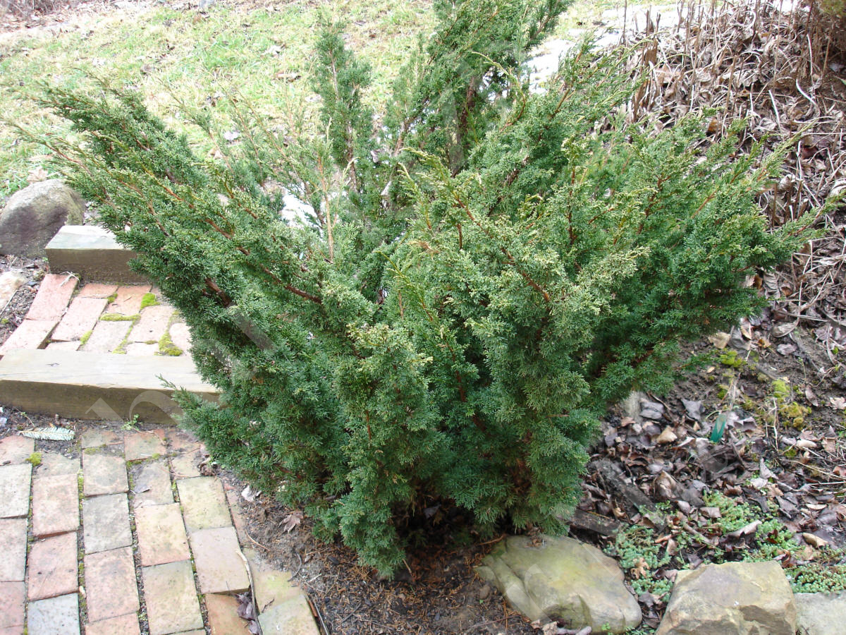 juniperus-horizontalis