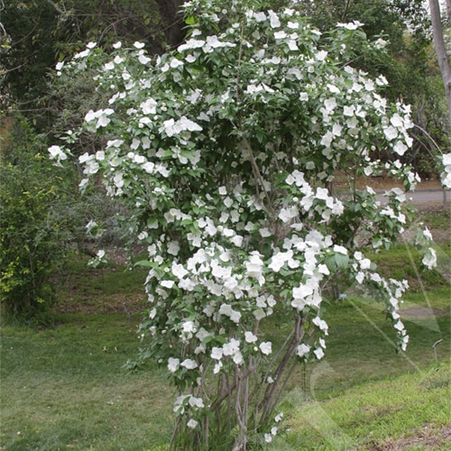 Philadelphus virginalis