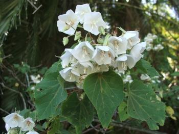 Dombeya tiliacea