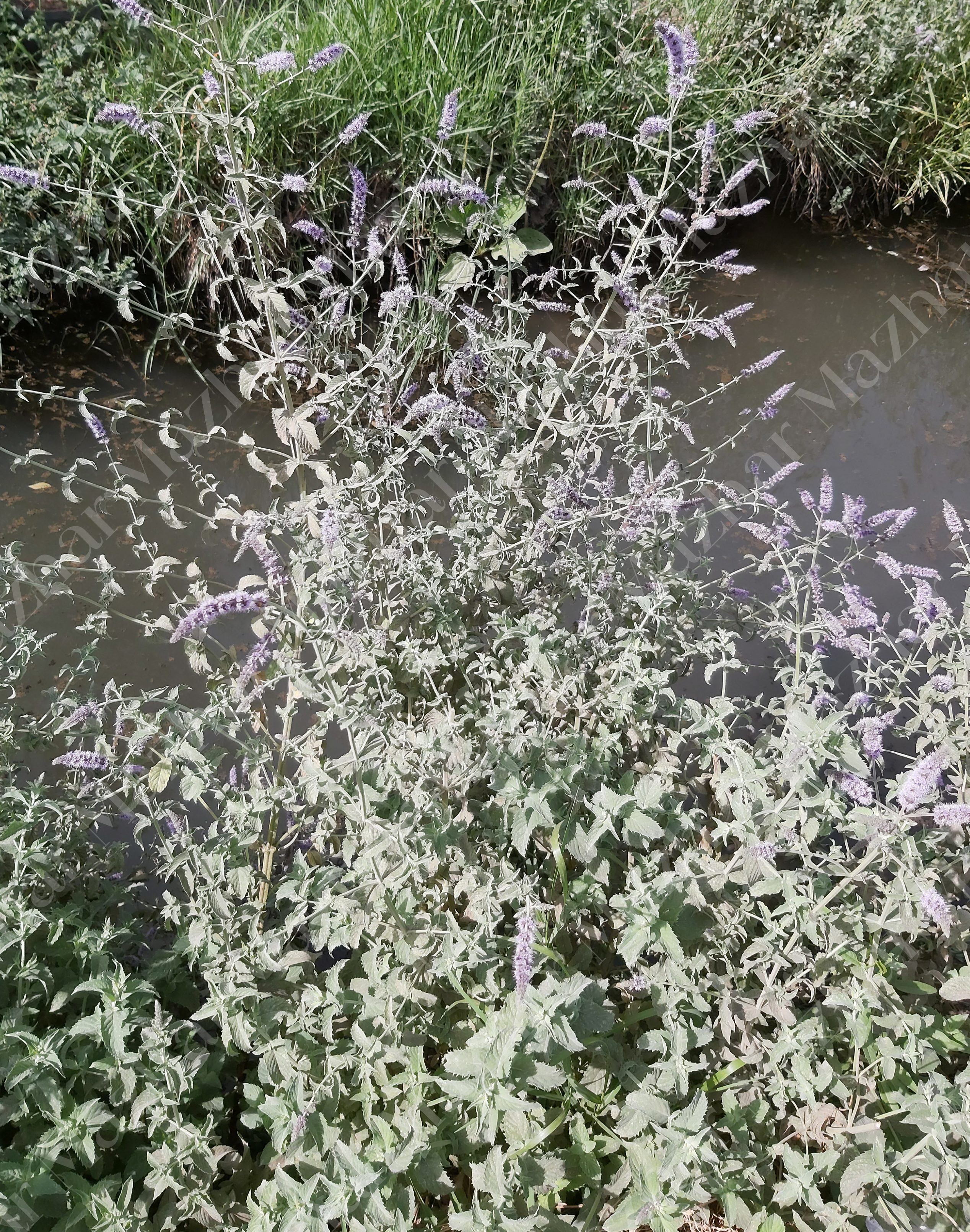 Mentha microphylla