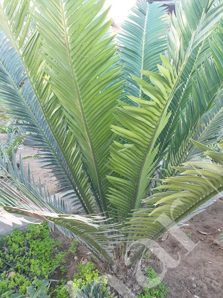 Encephalartos kisambo