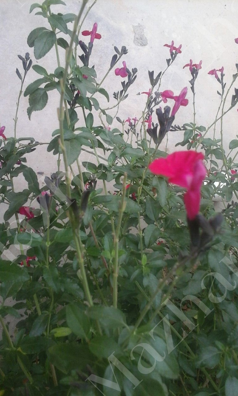 Salvia microphylla