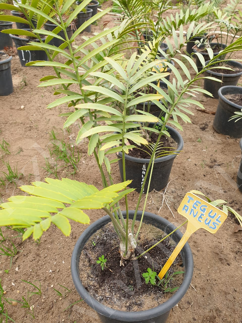 Encephalartos tegulaneus