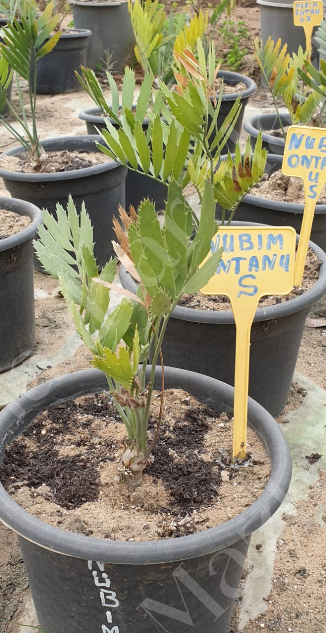 encephalartos-nubimontanus