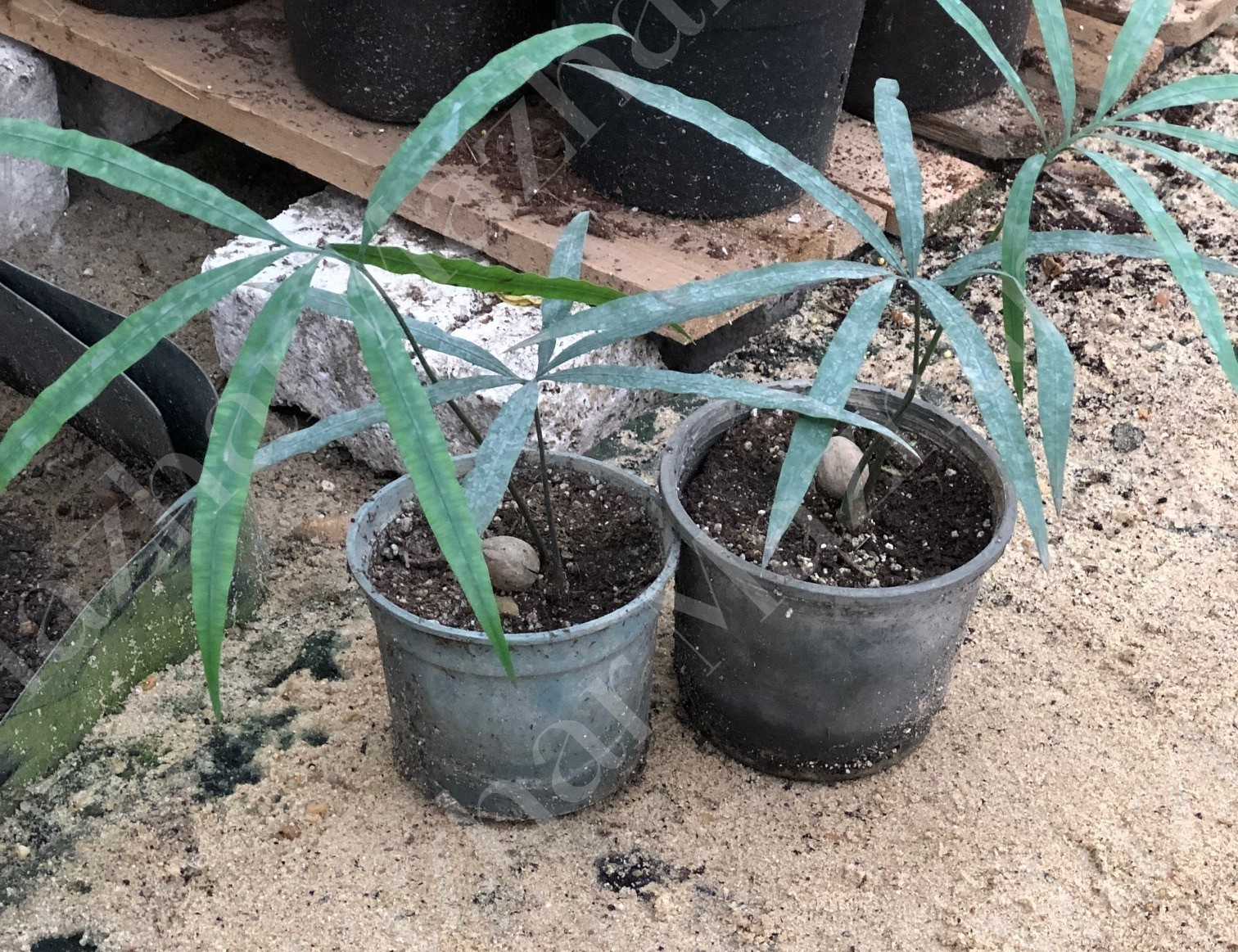 Cycas chevalieri