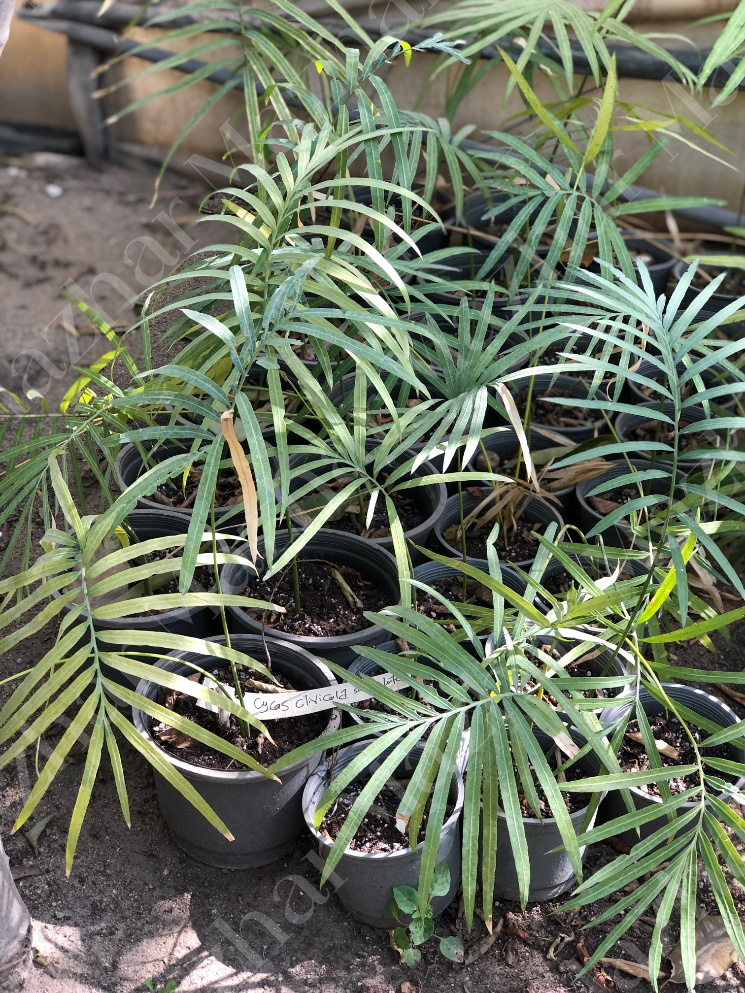 Cycas clivicola