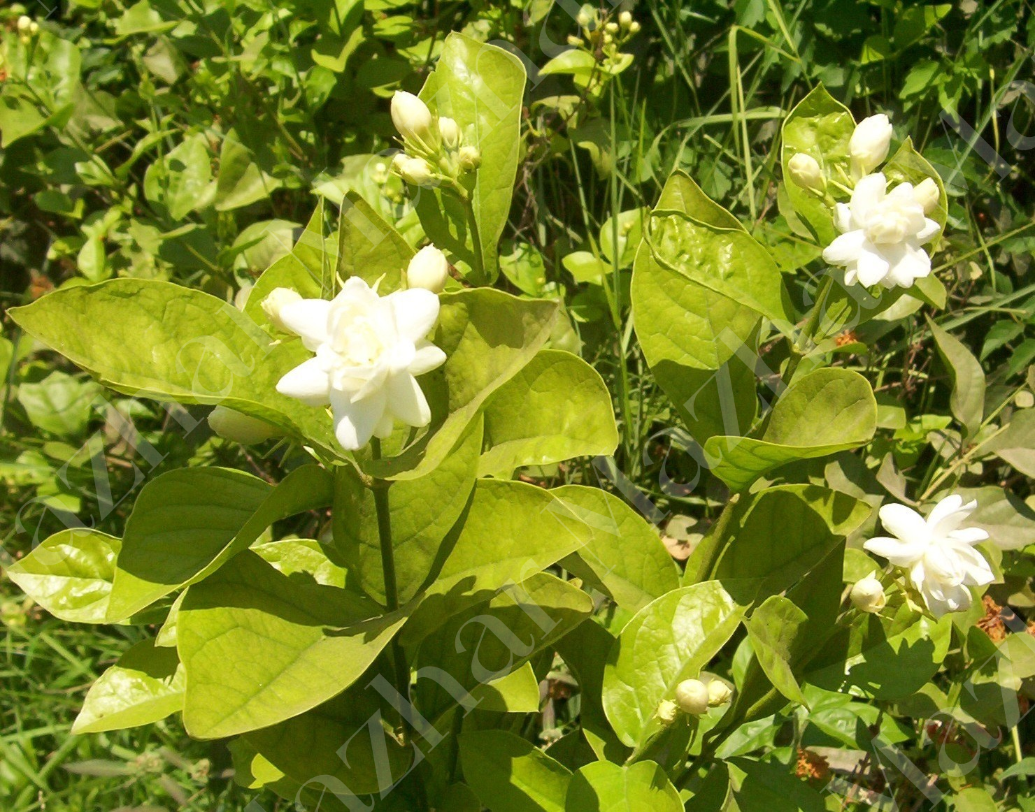 Jasminum sambac