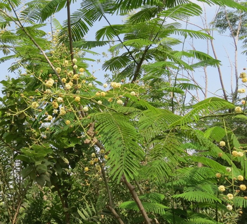 Senegalia - Mazhar Botanic Garden