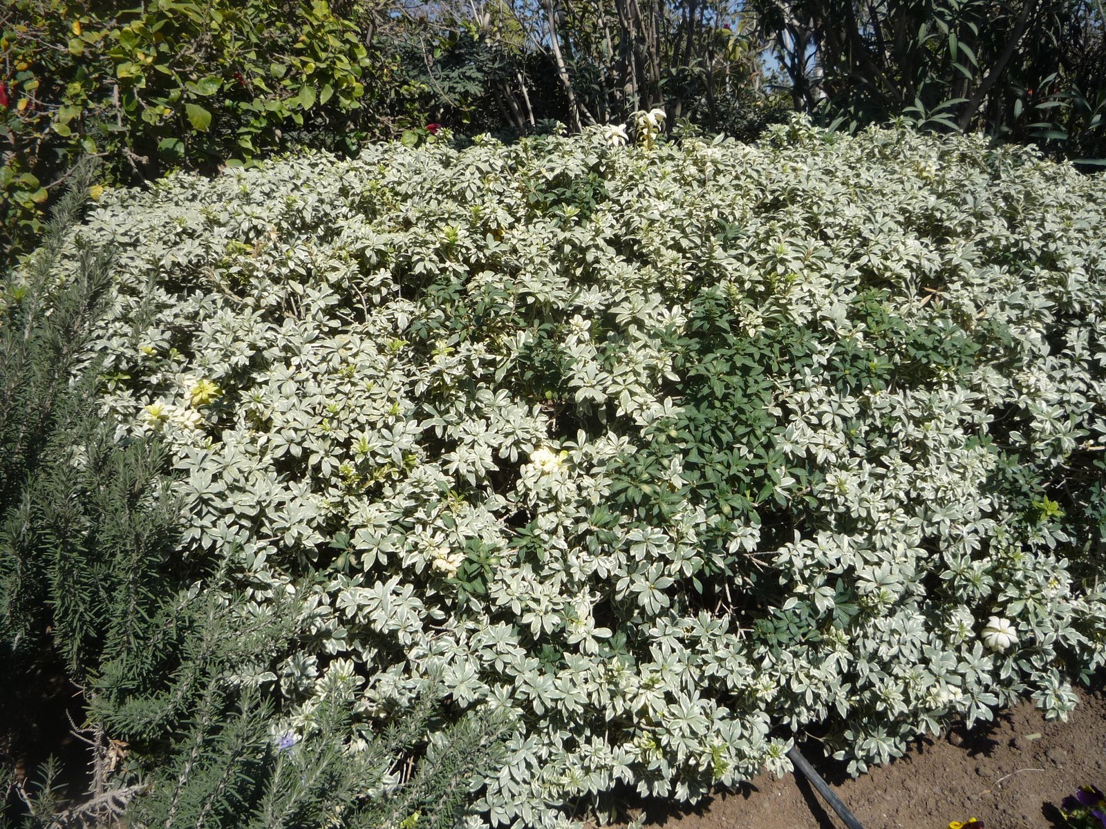 Pittosporum heterophyllum - Mazhar Botanic Garden