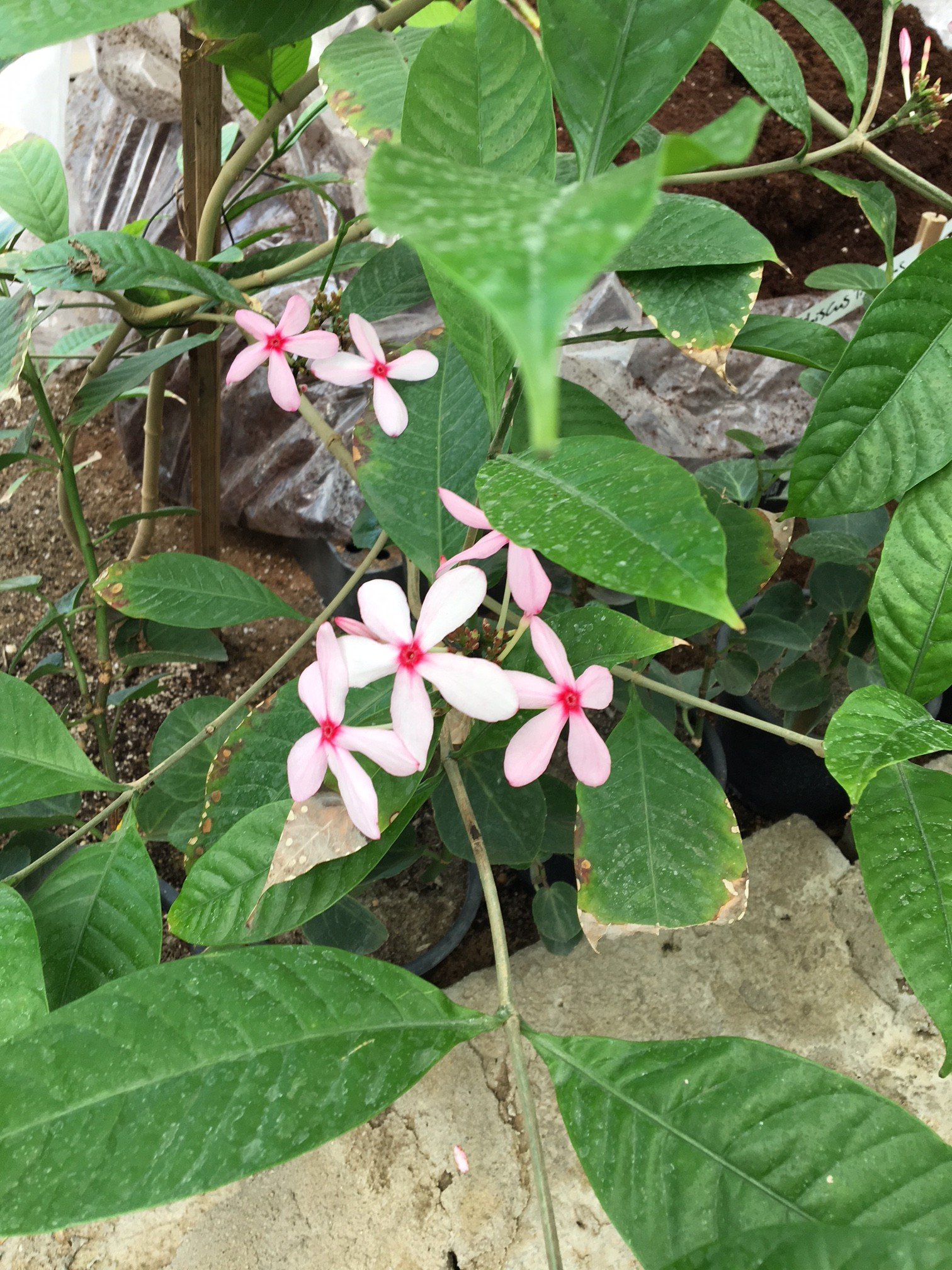 Kopsia fruticosa - Mazhar Botanic Garden