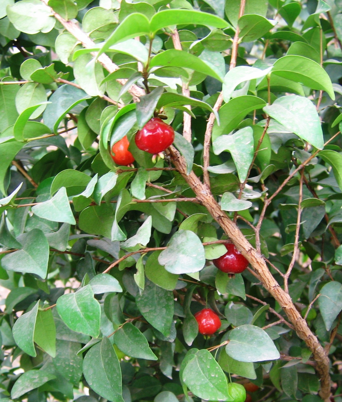 Eugenia uniflora