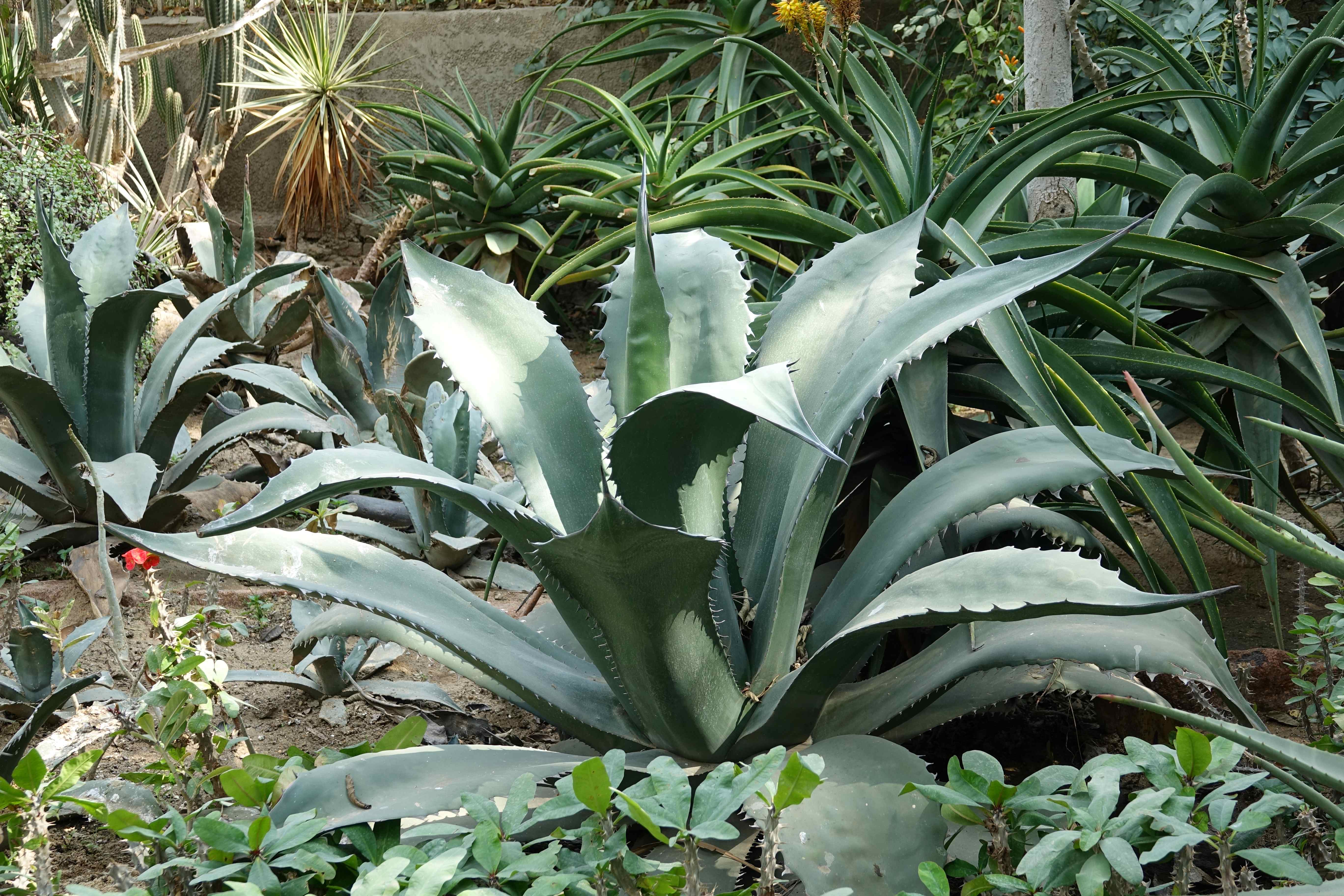 Agave franzosinii